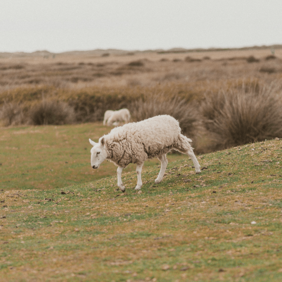 sheep Fiona Williams