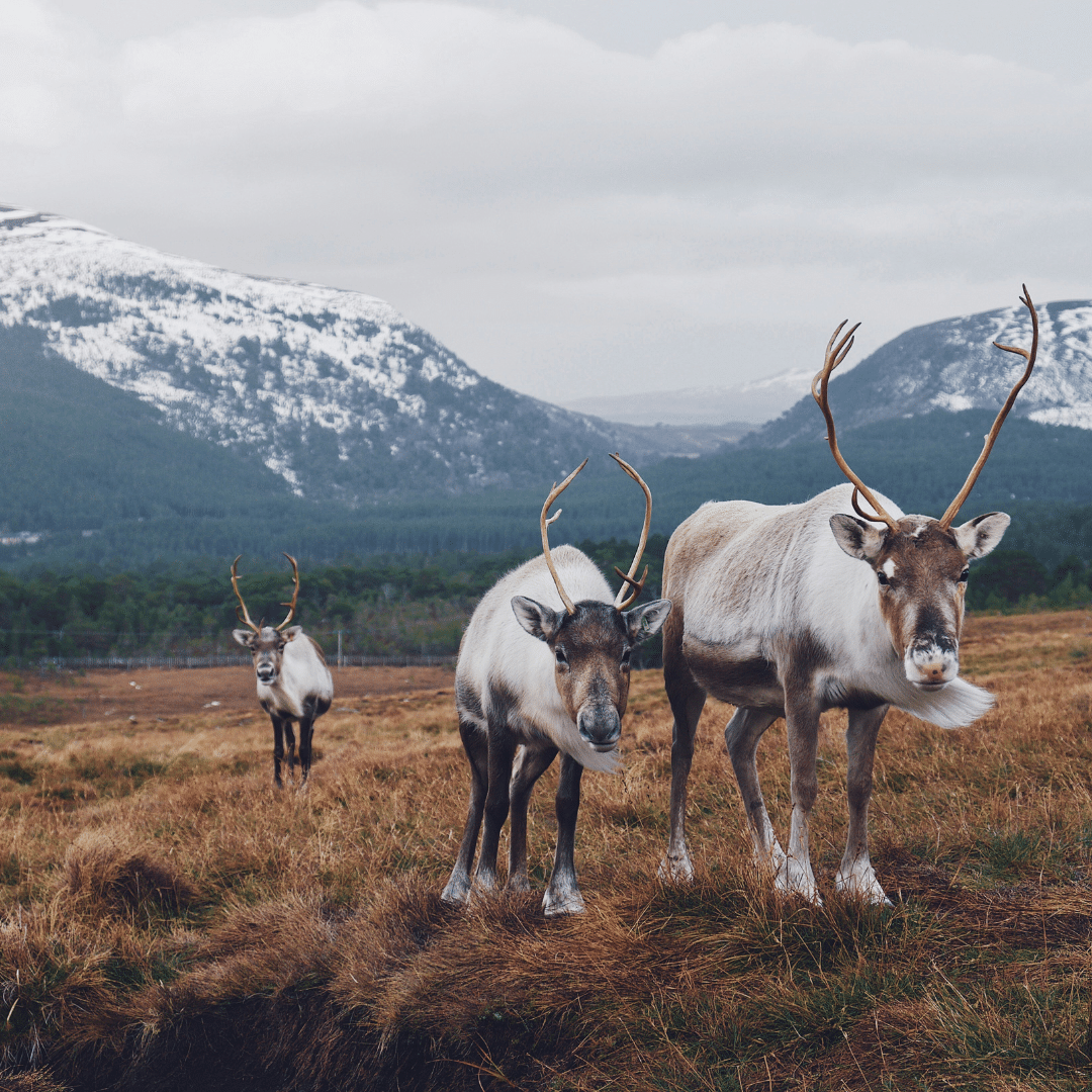Reindeer herd on a hillside, snowy mountains Photo by Joe Green on Unsplash