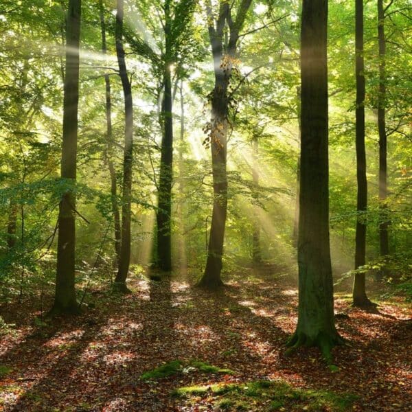 The Spirit of Place with Laurence Mitchell forest picture
