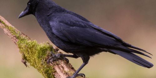 Symbolism and imagery: writing the everyday crow