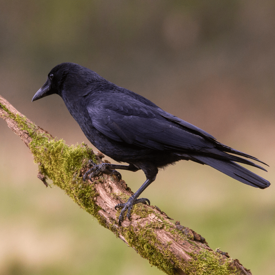 Symbolism and imagery: writing the everyday crow
